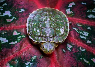 High angle view of a turtle