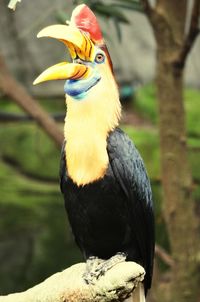 Close-up of bird perching on a tree