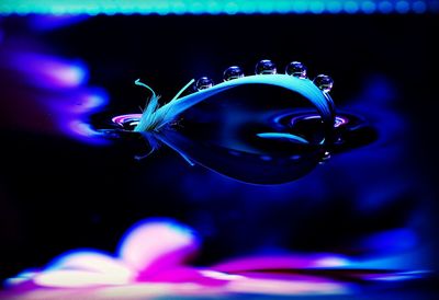 Close-up of bubbles swimming in water