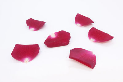 Close-up of pink flowers against white background