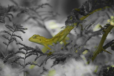 Close-up of lizard