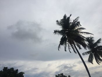 Low angle view of palm tree against sky