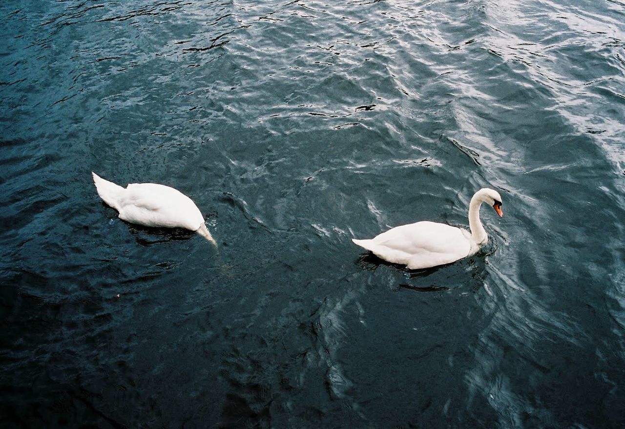 water, animals in the wild, animal, animal wildlife, animal themes, vertebrate, group of animals, sea, swimming, waterfront, bird, high angle view, two animals, swan, day, nature, no people, underwater, white color, outdoors, animal family, floating on water, marine