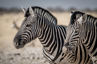 Close-up of zebra