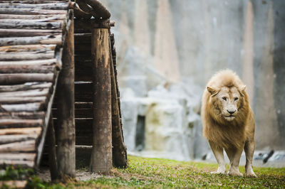 Lion at zoo