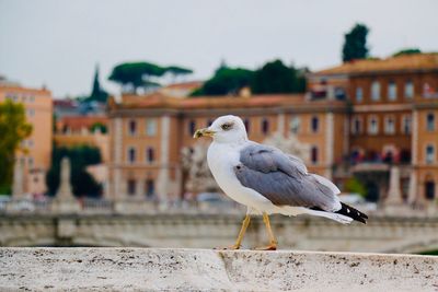 Seagull perching on retaining wall against buildings