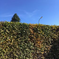 Low angle view of plants against sky