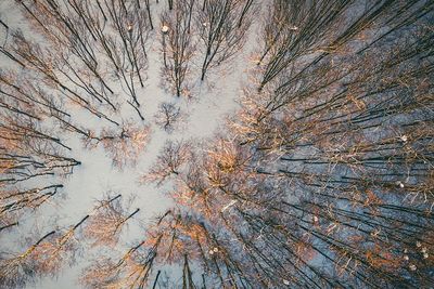 Aerial view of bare trees