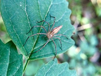 Close-up of insect on leaf