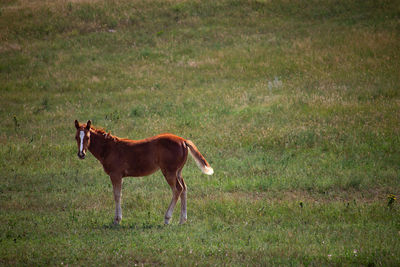 Horse grazing on field