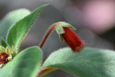 Close-up of succulent plant