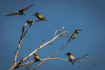 Low angle view of european bee-eaters perching on twig against clear sky