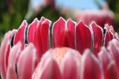 Close-up of pink flowering plants