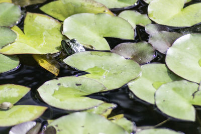 Full frame shot of lotus water lily