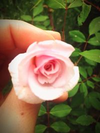 Close-up of pink rose