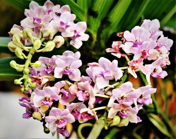 Close-up of pink flowering plant