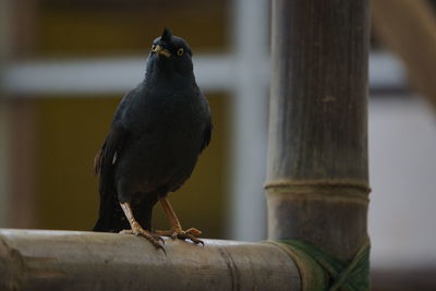 Close-up of bird perching on wooden post