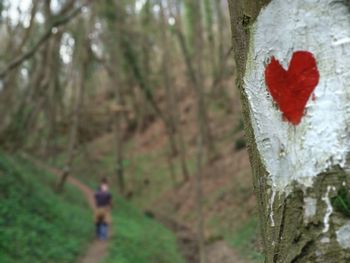 Close-up of heart shape on tree trunk in forest