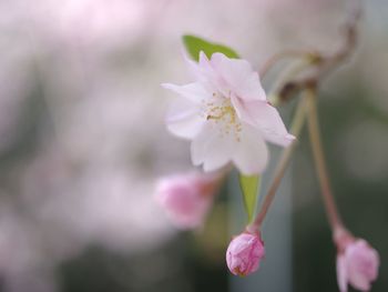 Close-up of white flowers