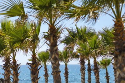 Palm trees on beach against sky
