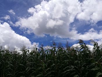 Plants growing on field against sky