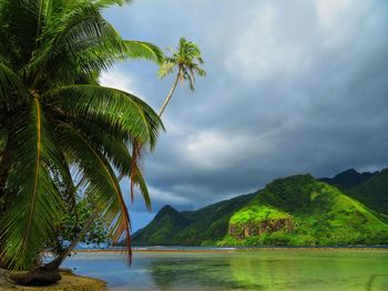 Scenic view of palm trees against sky