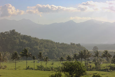 Scenic view of trees on field against sky