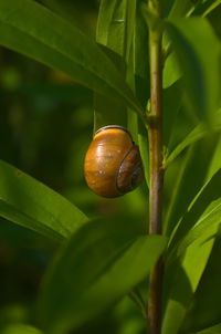 Close-up of snail on leaves