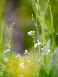 Close-up of flowering plant on field