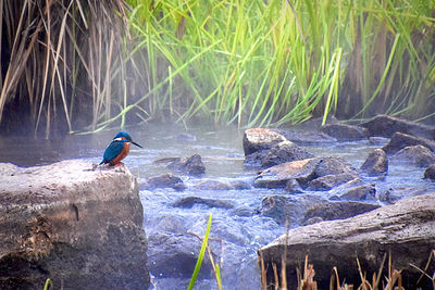 Bird perching on rock by lake