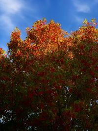 Low angle view of flowering tree against sky