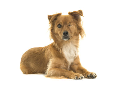 Portrait of dog sitting against white background