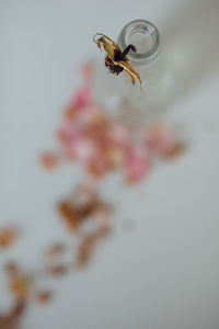 Close-up of housefly on flower