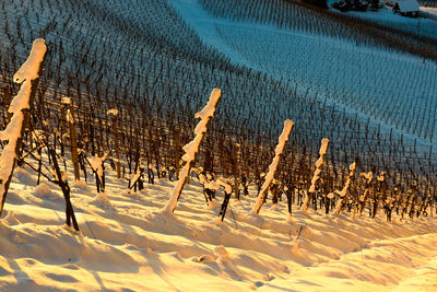 Bare trees on snow covered field