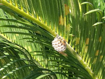 Close-up of leaf on palm tree
