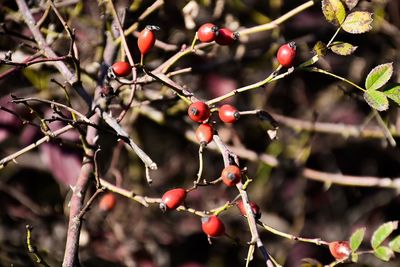 Close-up of red berries growing on tree