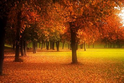 Autumn trees in field