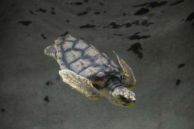 Close-up of turtle swimming in sea