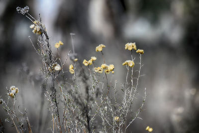 Close-up of flowering plant on field