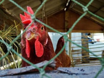 Close-up of a bird in cage