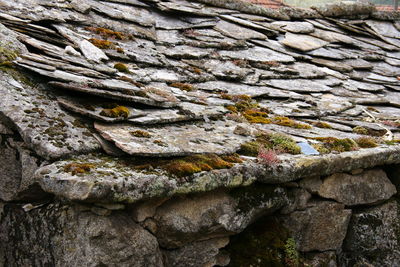 Close-up of lizard on rock