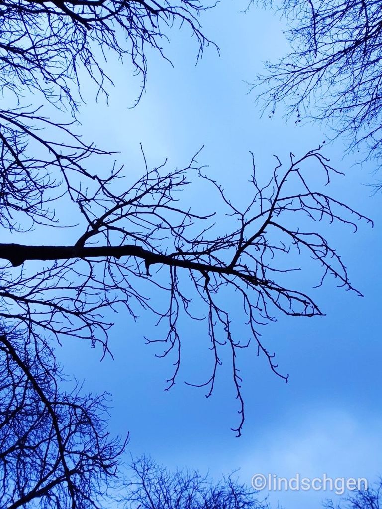 tree, branch, sky, plant, nature, beauty in nature, bare tree, low angle view, no people, silhouette, blue, tranquility, clear sky, outdoors, day, scenics - nature, growth, tranquil scene, dusk