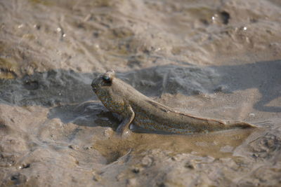 Lizard on sand at beach