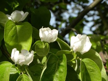 Close-up of white flowering plants