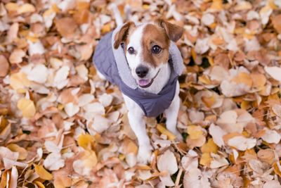 High angle view of puppy on dry leaves