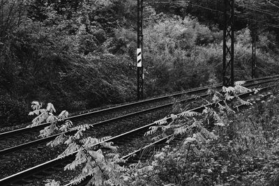 View of railway tracks along trees