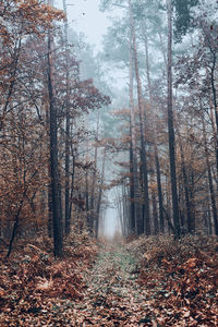 Forest path flooded with heavy fog. nature landscape view of foggy forest in autumn season