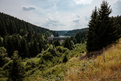 Scenic view of forest against sky