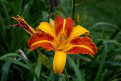 Close-up of day lily