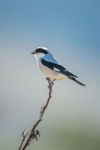 Taita fiscal perches on branch in profile